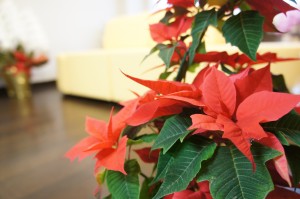SONY DSC
